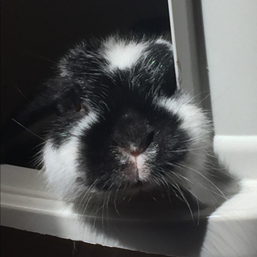 Meet your Posher, Abby